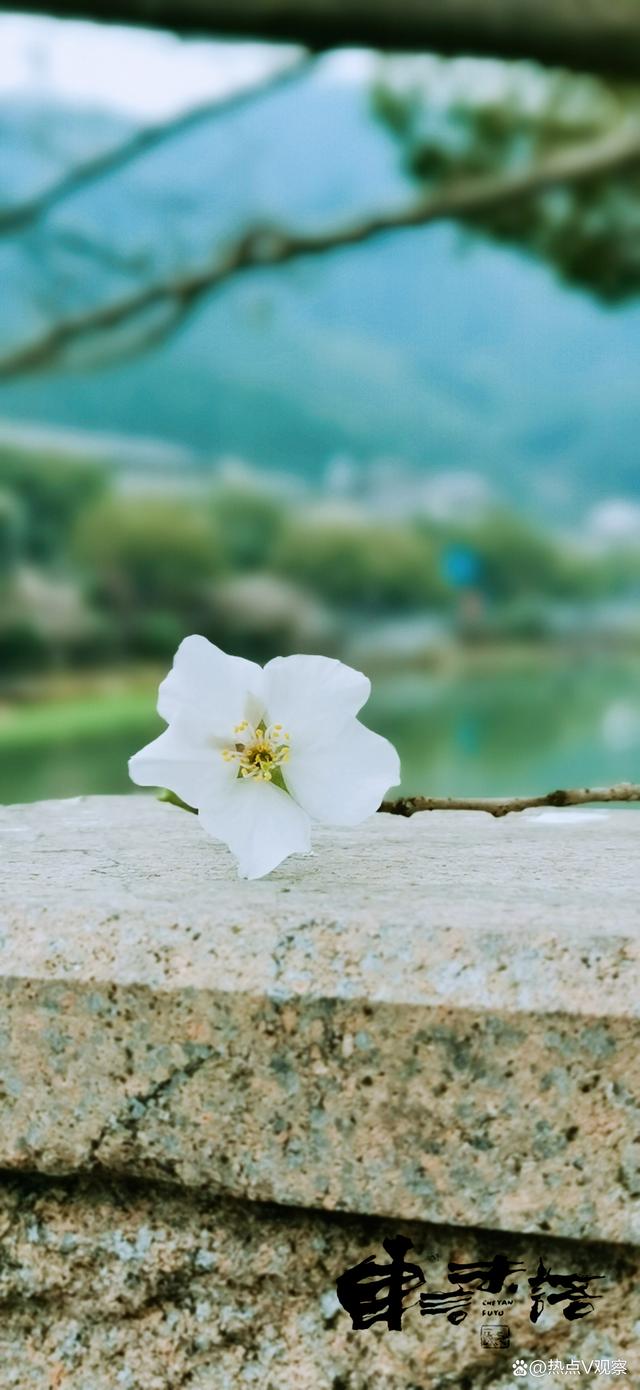 澳门精准的资料大全一肖一码,浙里秀山丽水‖美到心坎里的畲乡景宁春天美景大片 你最爱哪一张？  第16张