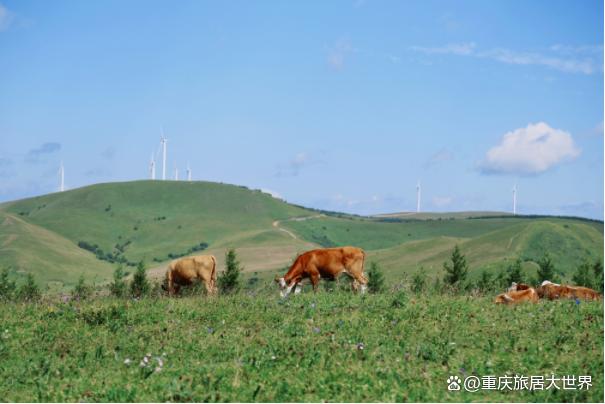 2024新澳免费资料成语平特,必去避暑胜地！感受美丽贵州道真云栖湖国际康养度假区，等你来