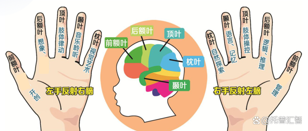 2024年管家婆的马资料56期_天赋解密工具：生物遗传测评  第11张