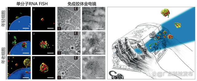 2024新澳免费资科五不中料,2023年度中国科学十大进展发布