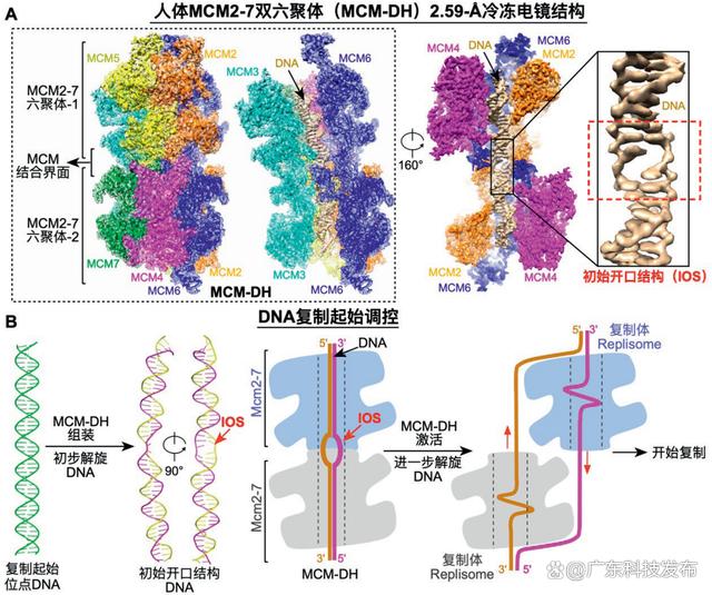 2024新澳免费资科五不中料,2023年度中国科学十大进展发布