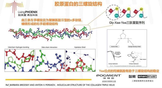 2024年新澳门开码结果_如凤凰聚焦再生科技，探索胶原蛋白的“星辰大海”