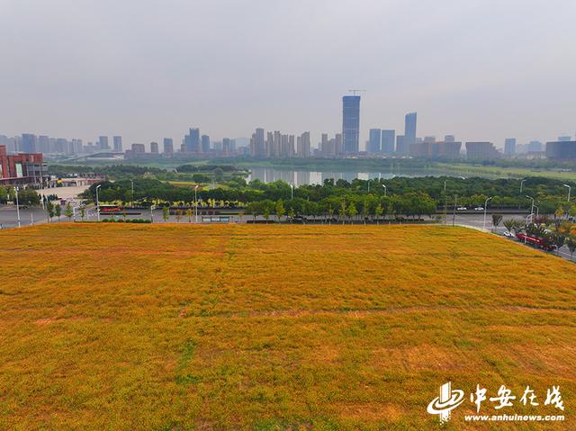 2024新奥门资料最精准免费大全_入目皆景！50张美图带你打卡合肥的秋天  第13张