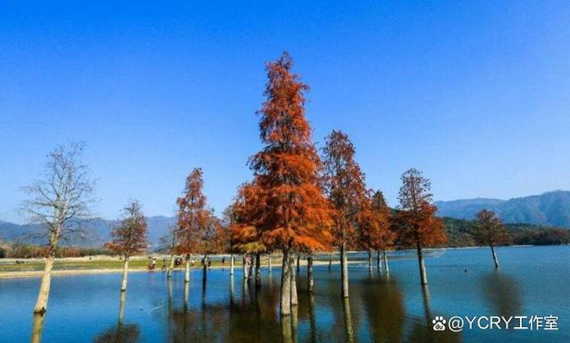 二四六澳门资料开奖天天,黄山218风景道网红自驾游路线打卡点推荐