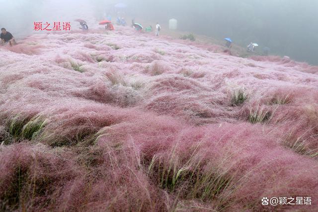 管家婆一码一肖资料大全五福生肖_宁波最大的粉黛花海，中秋国庆网红地，告诉你最美线路  第1张