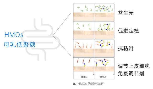 澳门正版资料大全资料,母乳低聚糖HMOs与婴幼儿健康  第1张