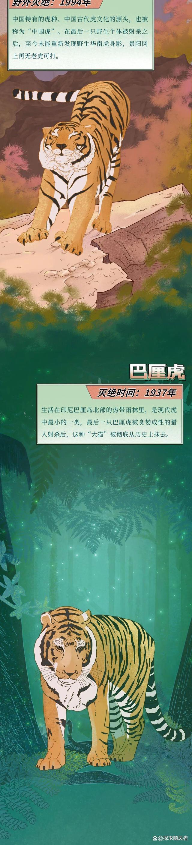 4949澳门今天开的什么码_“白鲟，真抱歉用这种方式认识你”（漫画科普）灭绝动物的一生  第6张