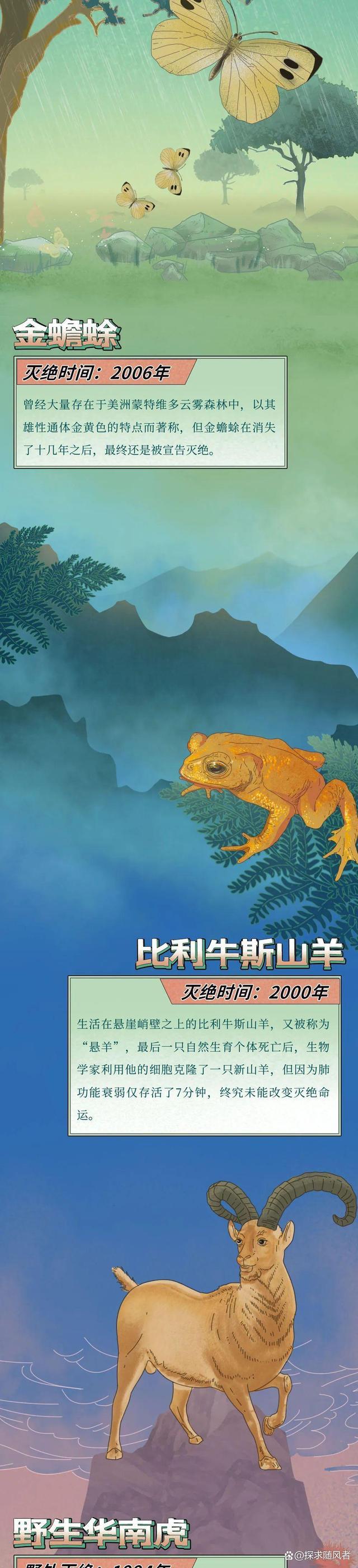 4949澳门今天开的什么码_“白鲟，真抱歉用这种方式认识你”（漫画科普）灭绝动物的一生  第5张